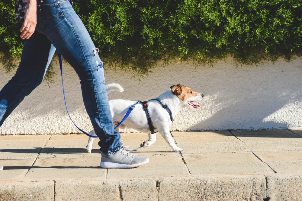 dog walker with his pet