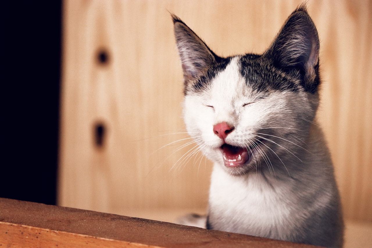 cat laughing