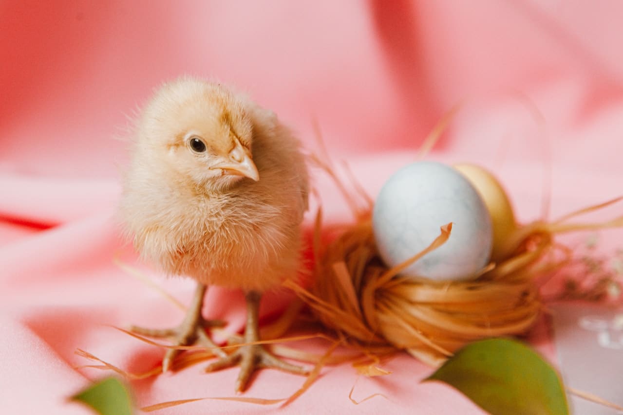 chick and eggs