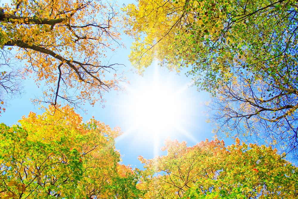 sunny weather with view of trees