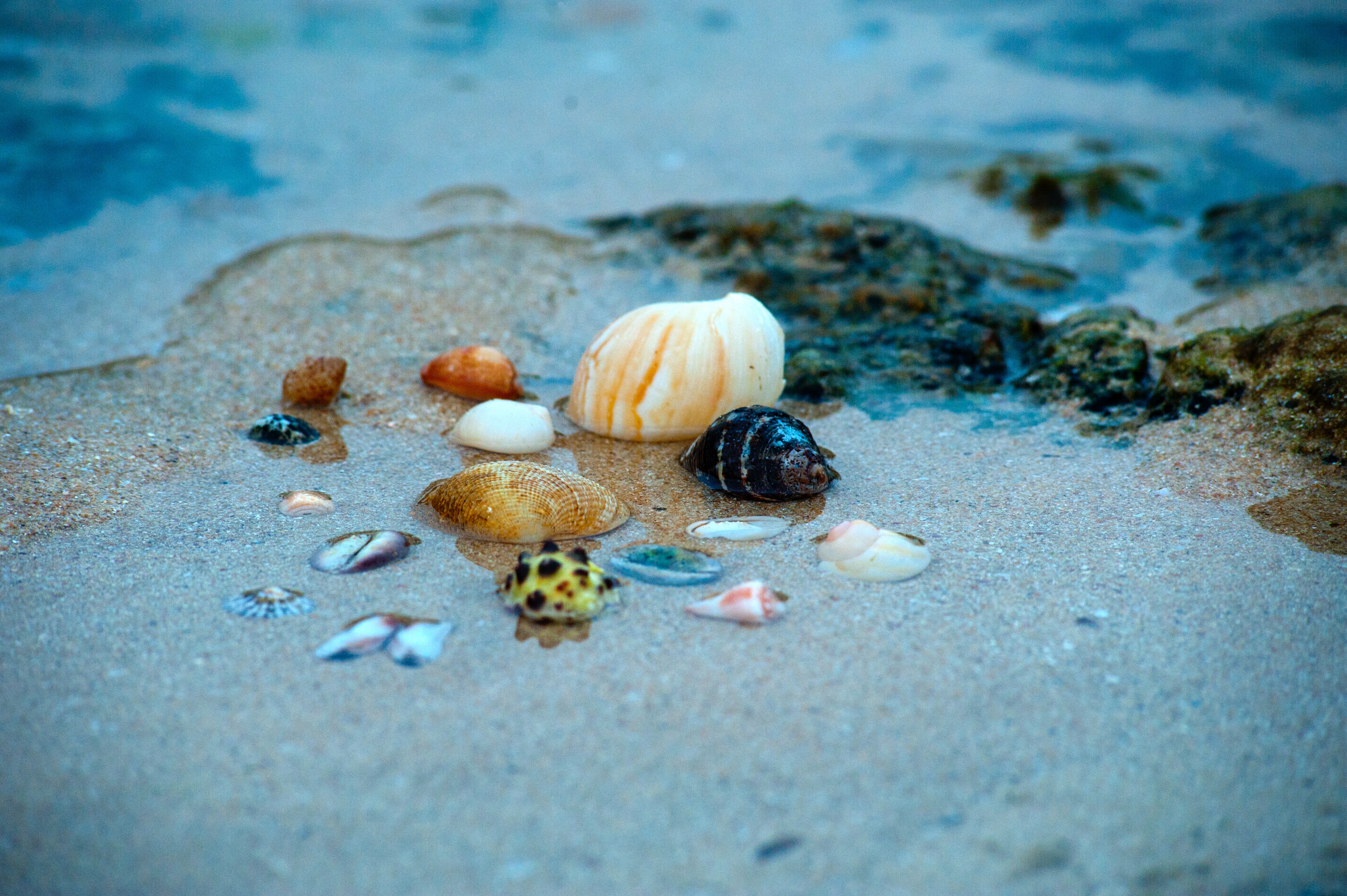 Colorful shells