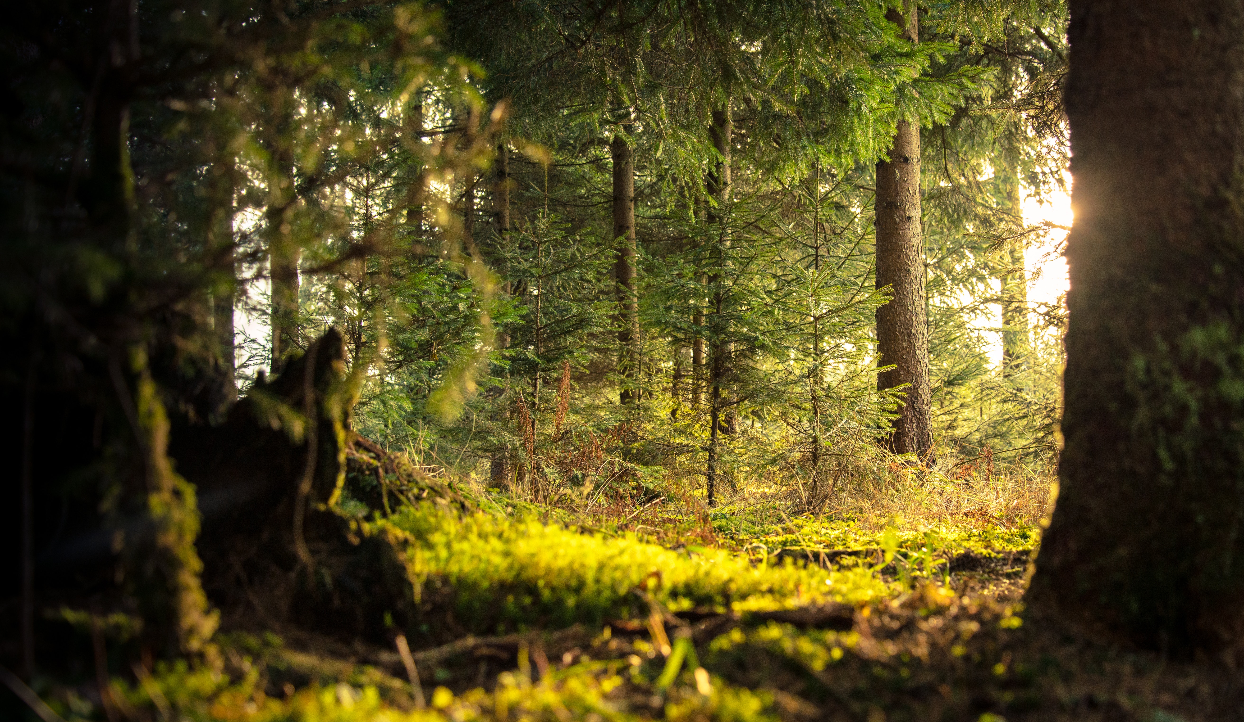 Sunny forest