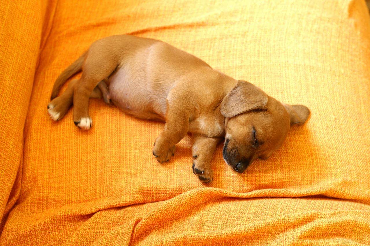 Puppy sleeping