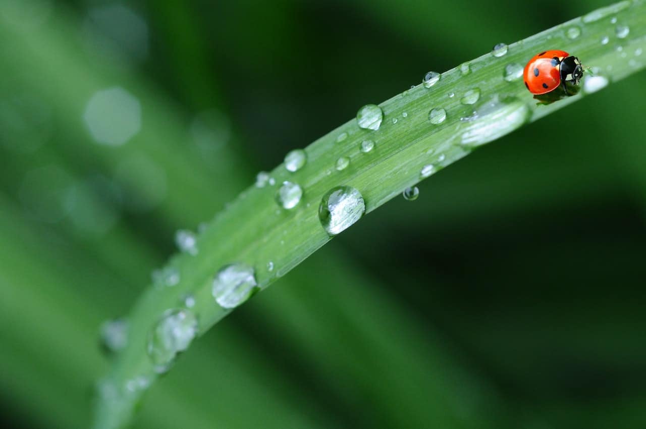 A ladybug on a wet leaf.